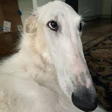 Giuliaauri Giulia Github - Premium Abstract Picture Gallery - Desktop