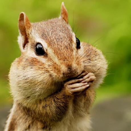 Shangruobing Ruobing Shang Github - Download Elegant Nature Art | High Resolution