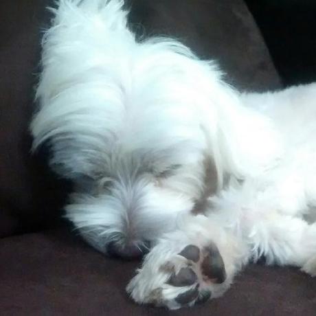 Lene Oliveira Oliveira Github - Desktop Nature Images for Desktop