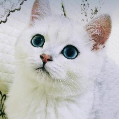 Harrywang1888 Harry Wang Github - Space Pictures - Premium Full HD Collection