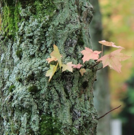 Canhdo Canh Do Github - Light Pattern Collection - Retina Quality