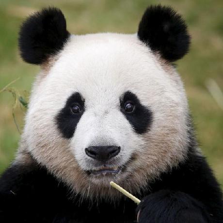 Zhao Tom Github - Premium Mountain Illustration Gallery - Mobile