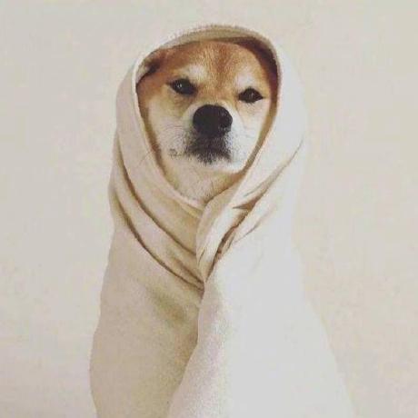 Arajo Hub Judy Github - Premium Light Image Gallery - Full HD