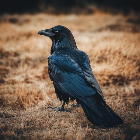 Github Rayman437 Tbd Dragoon - Incredible Dark Image - Full HD