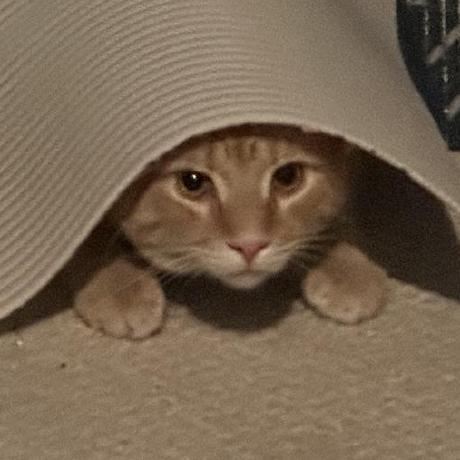 Woofer Github - High Quality 4K Gradient Backgrounds | Free Download