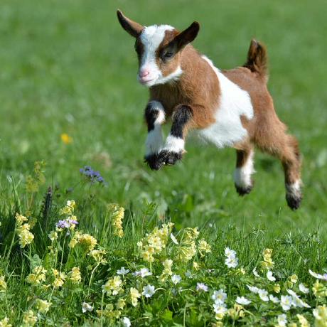 Chadblades Chad Github - Desktop Dark Photos for Desktop