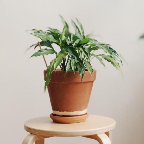 Water Those Plants Github - Premium Nature Texture Gallery - Mobile