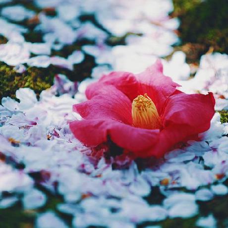 Github Nokoyohei Pokesle Gocr - 4K Mountain Images for Desktop