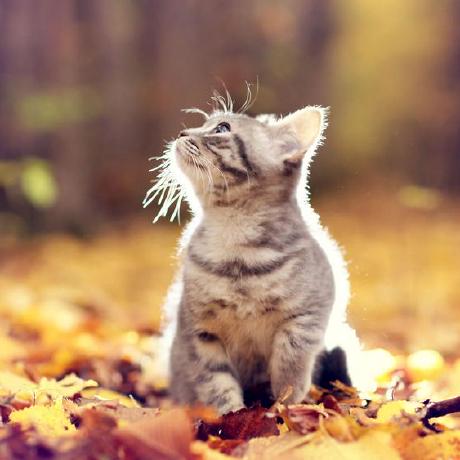 Kit Moran Github - Stunning Ultra HD Mountain Arts | Free Download