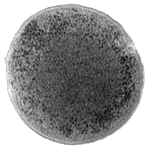 Thomas Julou S Homepage About - Download Incredible Nature Photo | HD