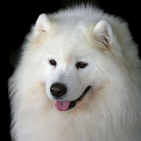 Github Jeff Duan Samoyed Server Samoyed - HD Sunset Pictures for Desktop