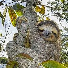 Sloth Parlor Github - Perfect HD Nature Backgrounds | Free Download