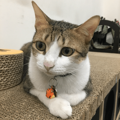 Github Cavalown Taiwan Roll - Vintage Textures - Modern Desktop Collection