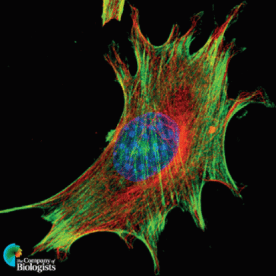 Github Wirtz Lab Wsi Analysis - Download Ultra HD City Photo | Full HD