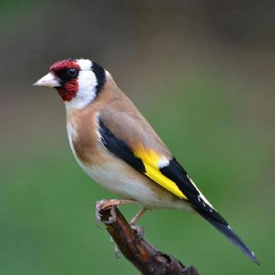 Github Darbioffiziell Darbi - Nature Photos - Amazing Ultra HD Collection