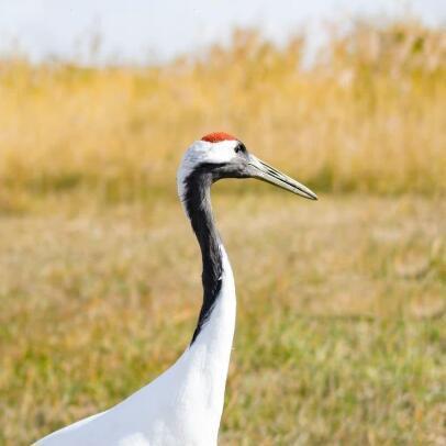 Github Zouhuidong Minecraftredstonesimulator Easyx - Download Elegant Gradient Photo | High Resolution