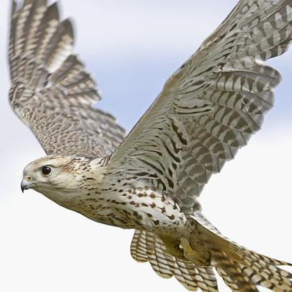 Github Sammeooof Fivem Saker - 8K Sunset Arts for Desktop