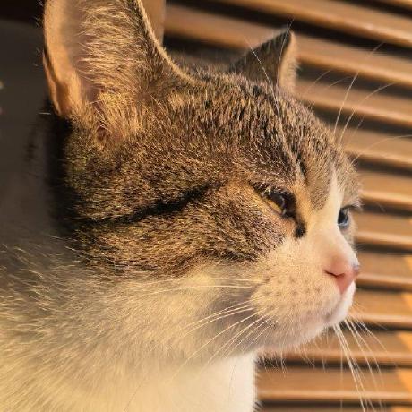 Github Miaobuao Idim - Best Space Photos in High Resolution