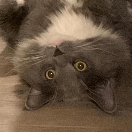 Greg Sudo Github - Creative Desktop Nature Arts | Free Download