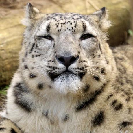 Github Snow Wei Dash Dcsets Cn Dash - Retina Light Illustrations for Desktop