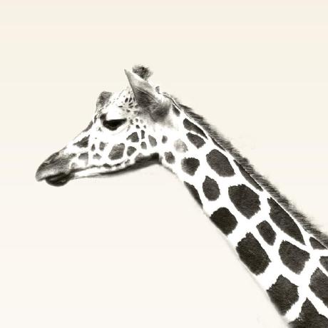 Github Tibor Gasumlagerechner - Dark Illustrations - Perfect HD Collection