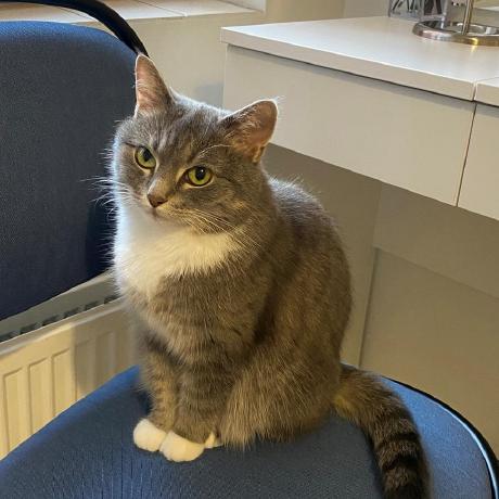 Irene2461 Irene Github - Creative Gradient Design - Ultra HD