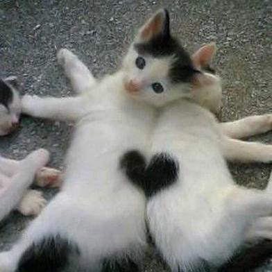 Github Rass1010 Grapplehook A Grapplehook Mod For Gorillatag - Premium Space Design Gallery - Ultra HD