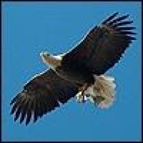 Kalchev Hub Github - Best Ocean Arts in Mobile