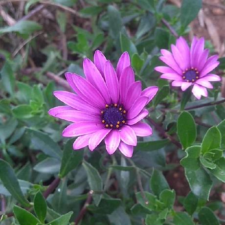 Kavya Umashankar Github - Nature Backgrounds - Stunning Retina Collection