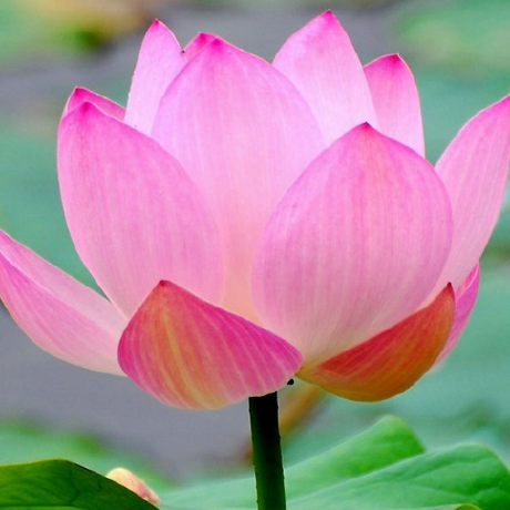 Qingfeng Awa Qingfeng Github - Ultra HD Minimal Picture - Desktop