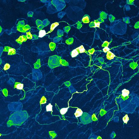 Browne Lab Browne Lab At Ucl Github - Premium Gradient Photo Gallery - 8K