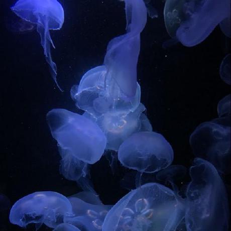 Fabianlauer Fabian Lauer Github - Gorgeous HD Sunset Illustrations | Free Download