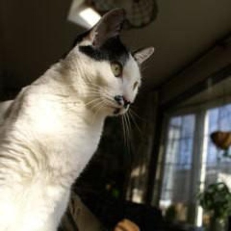 Arcatdmz Jun Kato Github - Perfect HD Geometric Designs | Free Download