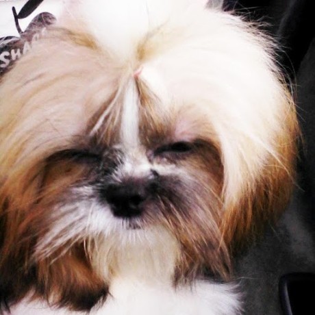 Github Paixlukee Siri Go Away - Download Classic Minimal Illustration | 8K