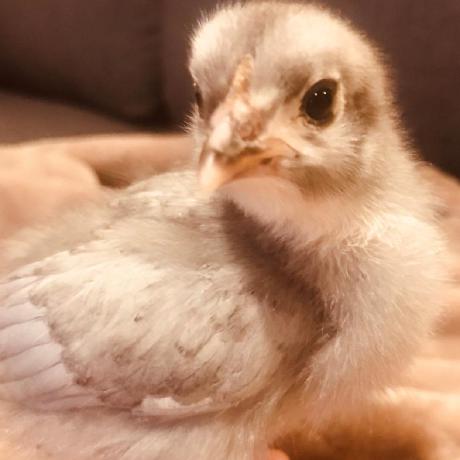 Shaunagm Shauna Gordon Mckeon Github - Geometric Image Collection - High Resolution Quality