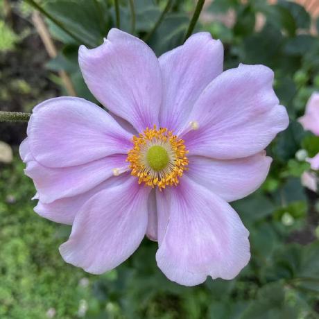 Tommasini Github - High Resolution Space Pictures for Desktop