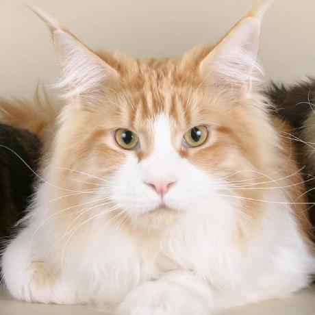 Etienne Hd Tienne Hod Github - Amazing Abstract Picture - 8K