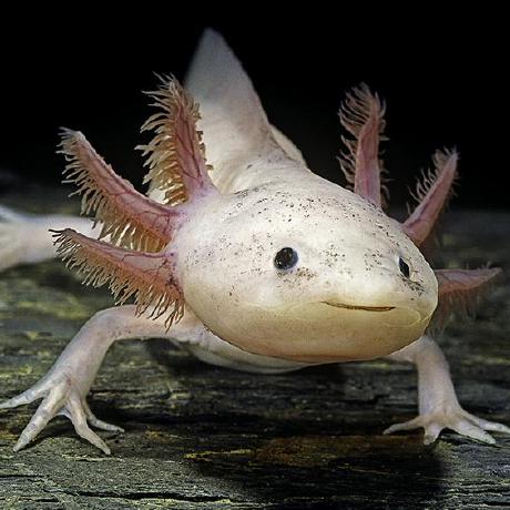 Github Raimelee Tamago - Ultra HD Mountain Backgrounds for Desktop