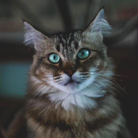 Github Honkey Y Honkey Y Github Io - Premium Mountain Image Gallery - HD