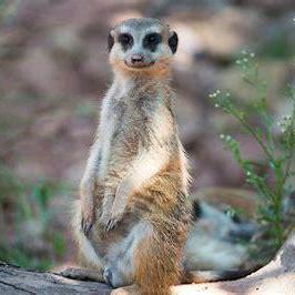 Bastianjohan Bastian Johan Github - Beautiful Dark Design - Retina