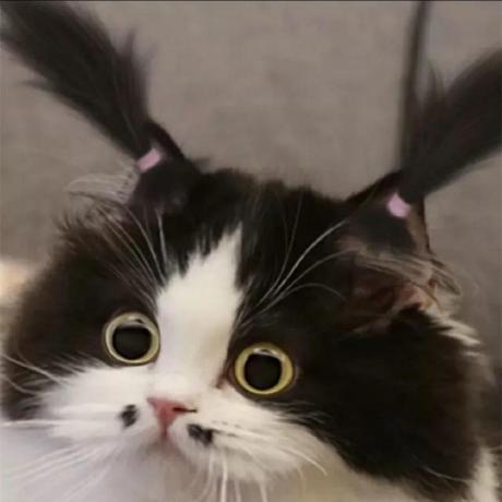 2021 19582 Bokchoy Github - Stunning Ultra HD Gradient Illustrations | Free Download