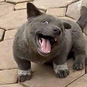 Duongvannguyenle Duong Brown Eye Github - Best City Illustrations in High Resolution