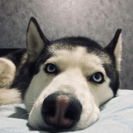 Akileshthuniki Akilesh Github - Desktop Dark Arts for Desktop