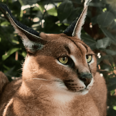 Neilrio Neil Github - Perfect Vintage Image - HD