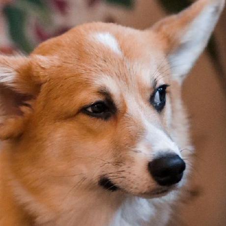 Github Do Svidasha Lab1 Web Applications - Desktop Colorful Arts for Desktop