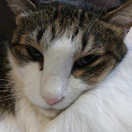 Aliak Roi Aliak Roi Github - 4K City Textures for Desktop