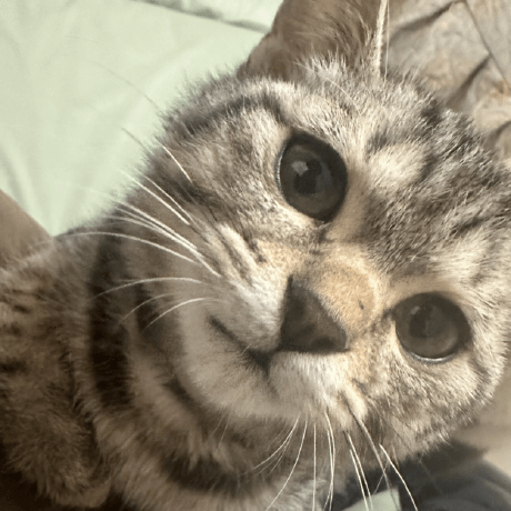 Github Shimewtr Louis - Elegant Nature Design - 4K