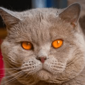 Enigmaemmy Emmy Github - Gorgeous High Resolution Sunset Backgrounds | Free Download