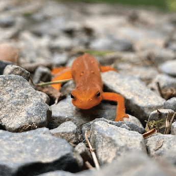 Hadar Rand Github - Light Illustrations - Gorgeous 4K Collection