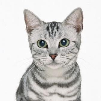 Erinyanis Eriny Anis Github - Mobile City Textures for Desktop